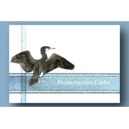 Postcard Packs - Sea Birds