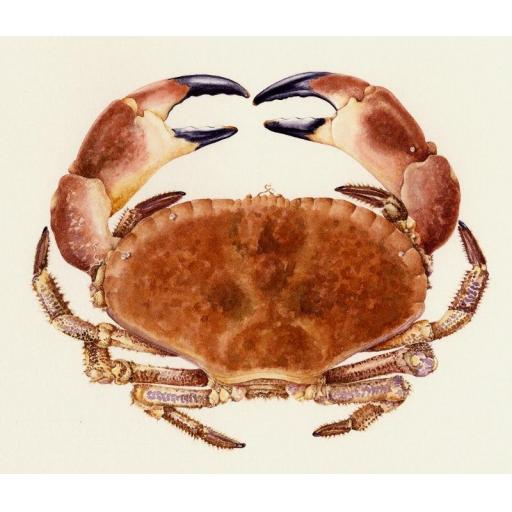 Crab print - artist's quality print of crab painting