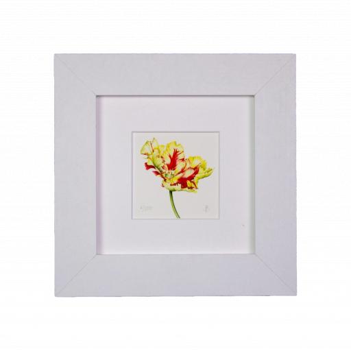 Texas Flame Tulip (Open) Mini Print